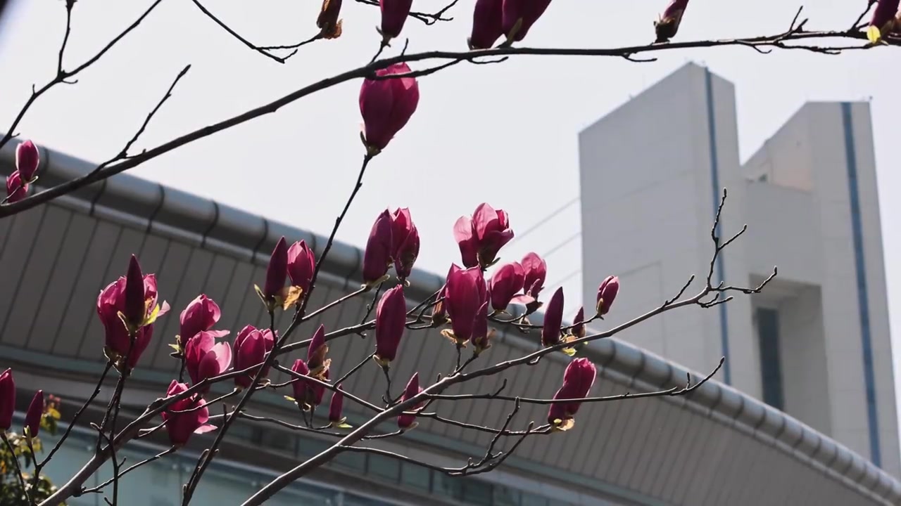 开云官网-2026中超联赛第2轮 浙江俱乐部1-1上海申花 Match Day比赛日纪实